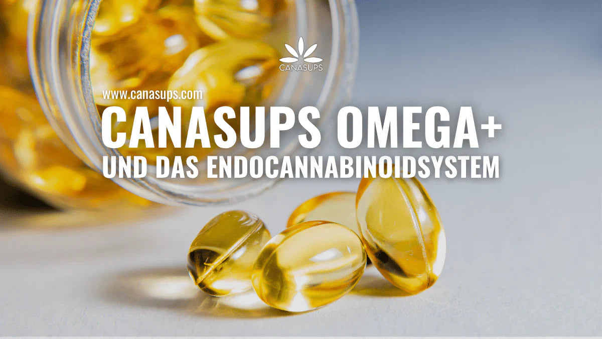 Omega+ und das Endocannabinoidsystem: Die perfekte Ergänzung für Cannabis-Konsumenten