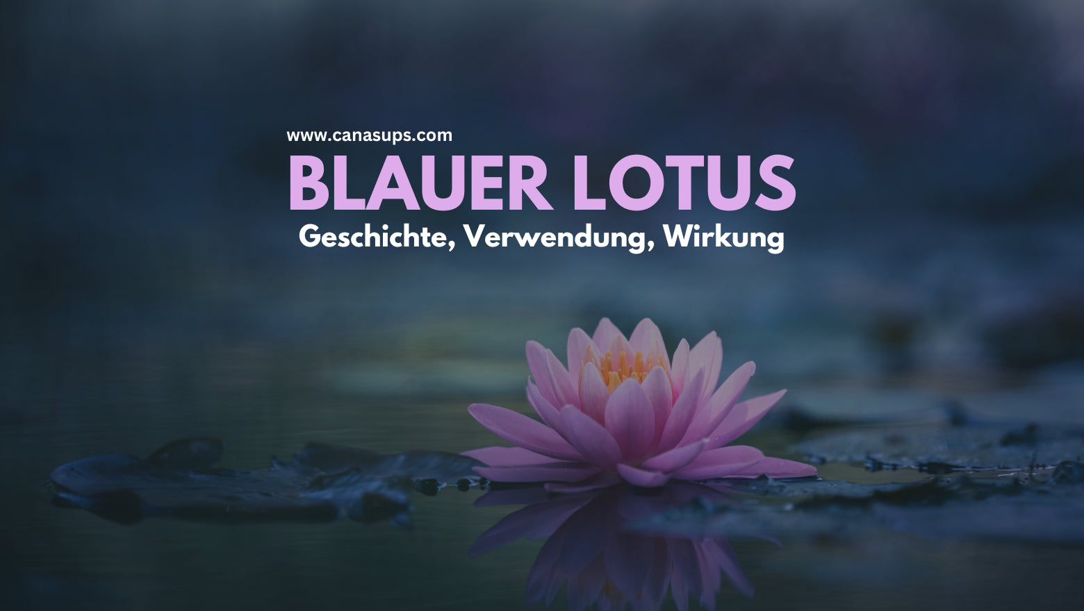 blauer Lotus psychoaktiv LSD Aphrodisiakum verstärkt THC