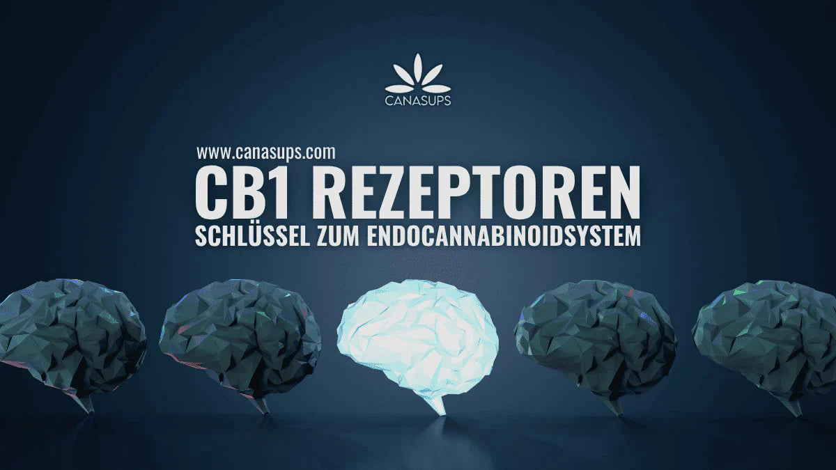 CB1-Rezeptoren – Schlüssel zum Endocannabinoid-System