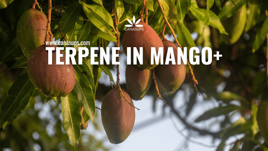 Terpene in Mango+ – Mehr Wirkung aus deinem Cannabis-Erlebnis herausholen