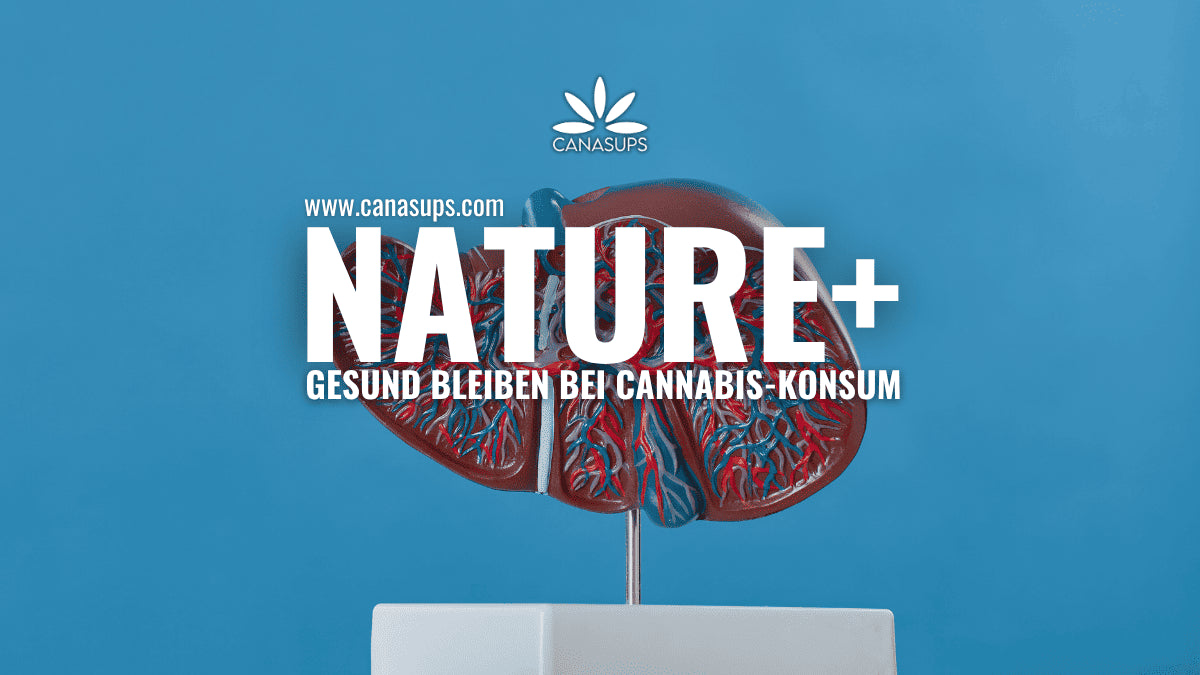 Nature+ und die Leber: Cannabis konsumieren und trotzdem Detox?