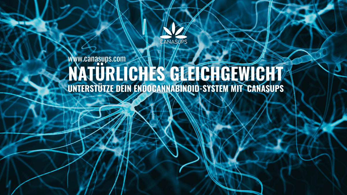 Was ist das Endocannabinoid-System und warum ist es so wichtig?
